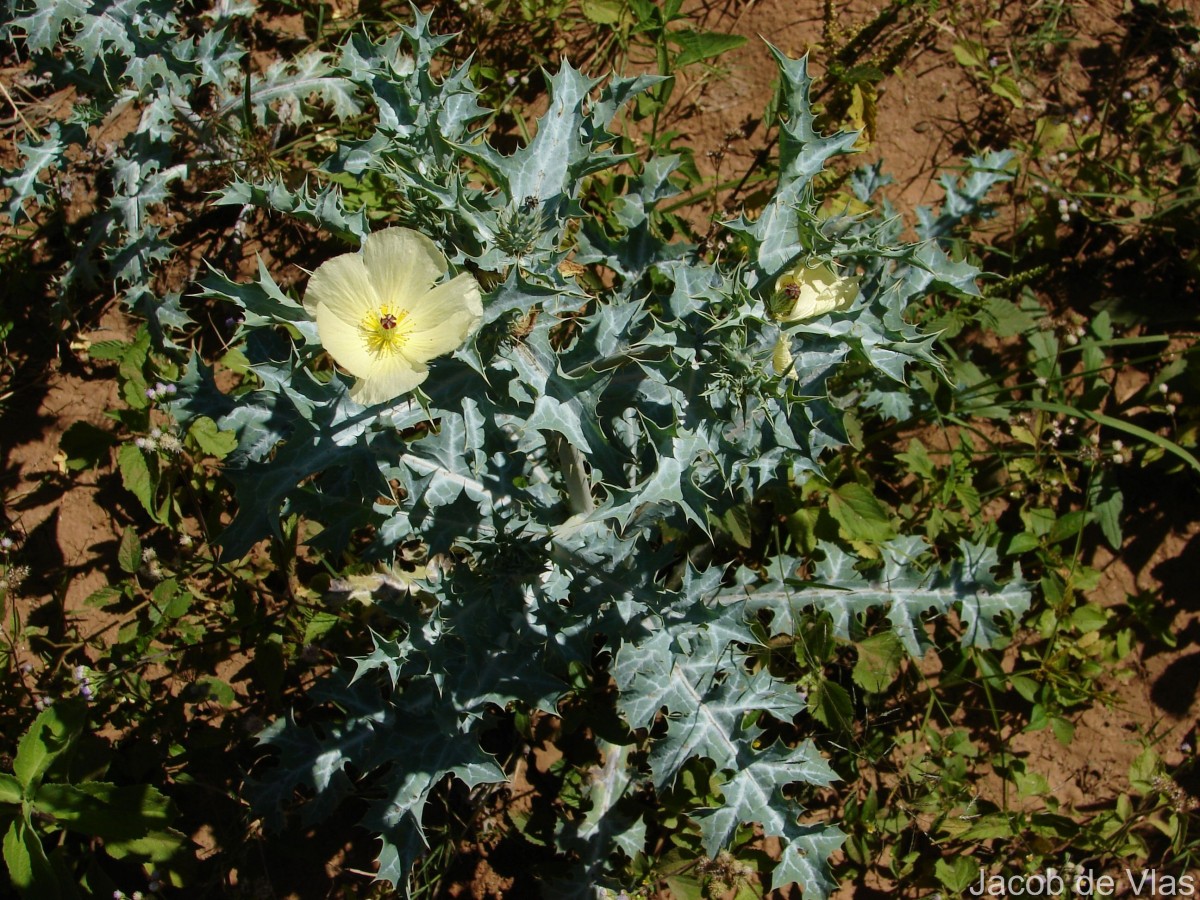Argemone mexicana L.